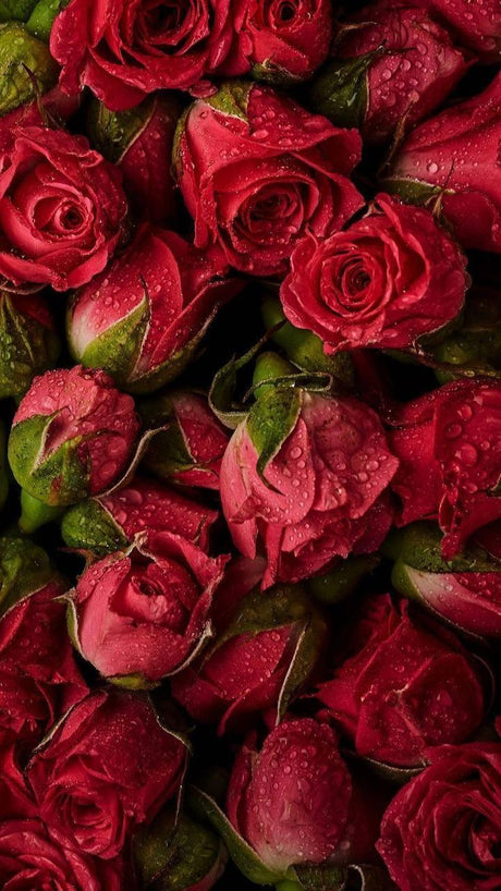 Roses and Seduction: Redefining Intimacy with Rose Sex Toys AdultLuxe Roses and Seduction: Redefining Intimacy with Rose Sex Toys AdultLuxe